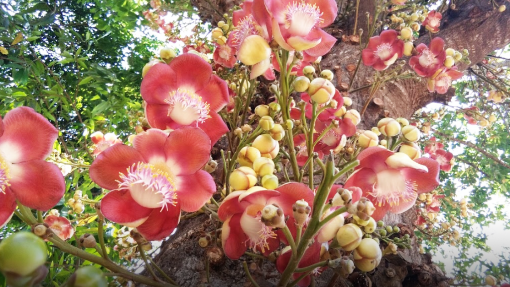 Blomster Kerala, Indien